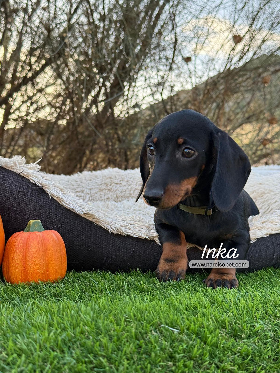Teckel Miniatura Negro y Fuego | Hembra "Inka"