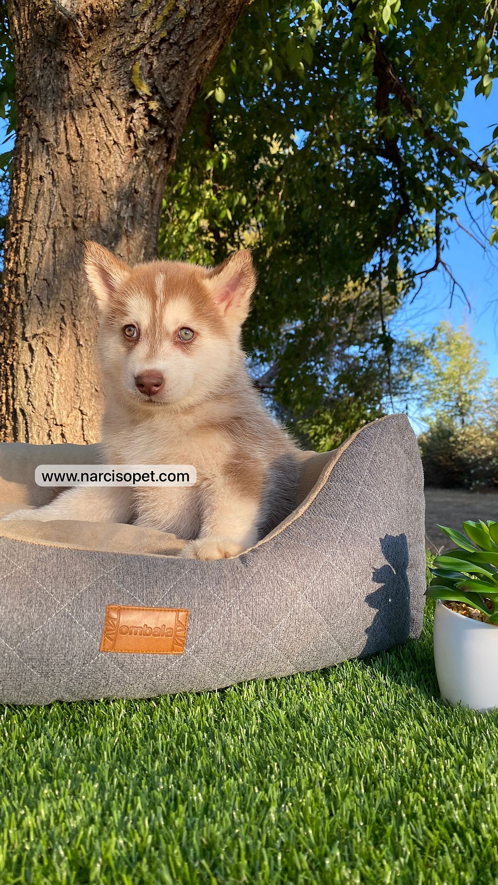 Miniatura: Husky Siberiano Rojo claro | Hembra