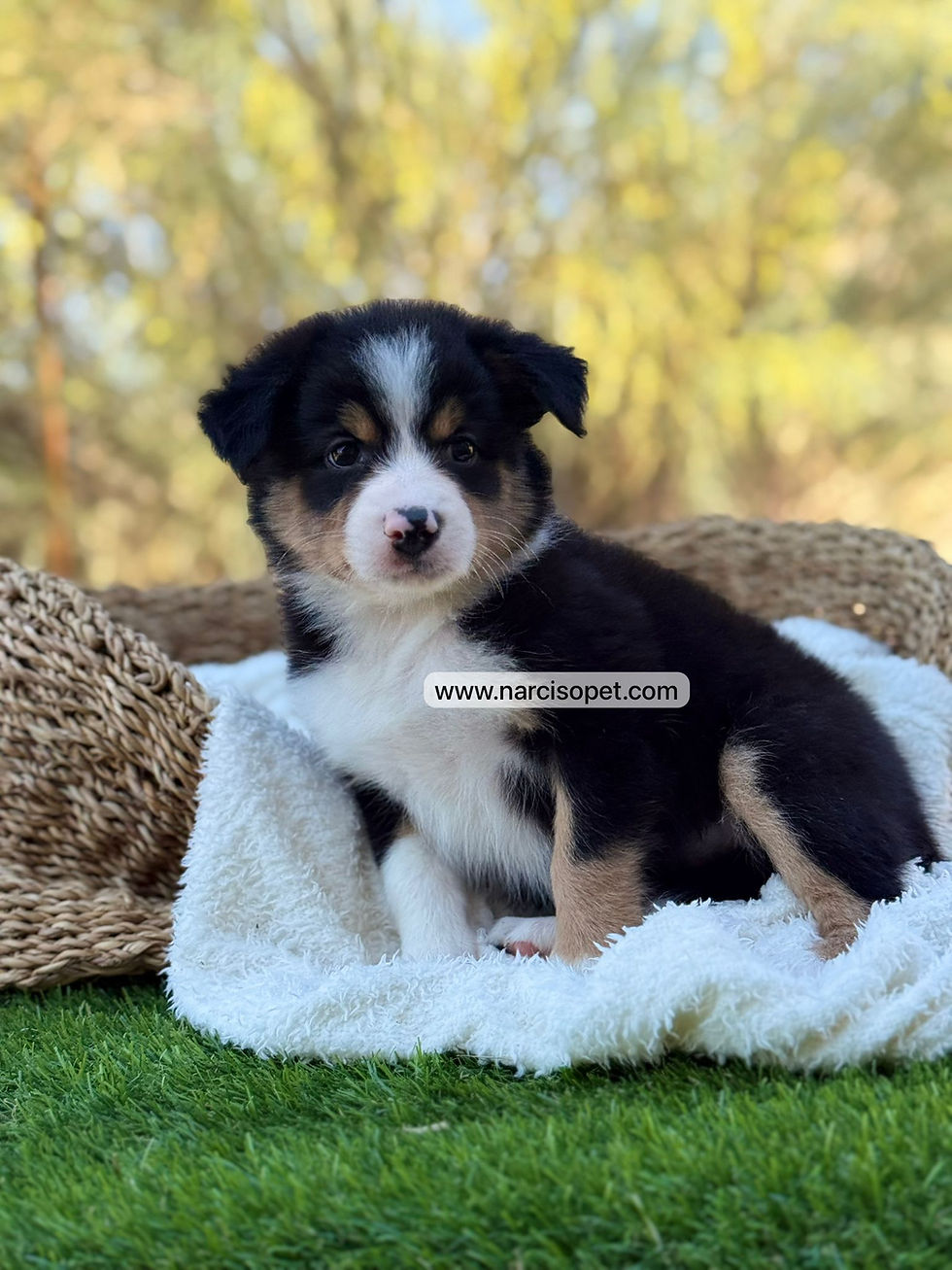 Miniatura: Border Collie Tricolor | Pepa