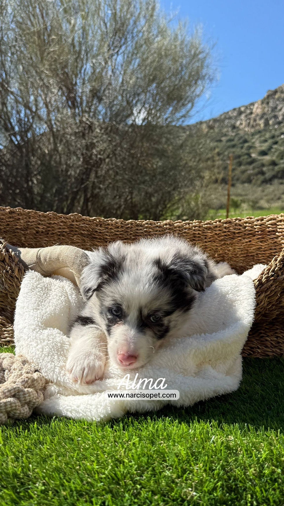 Thumbnail: Border Collie Merlé Hembra | Alma