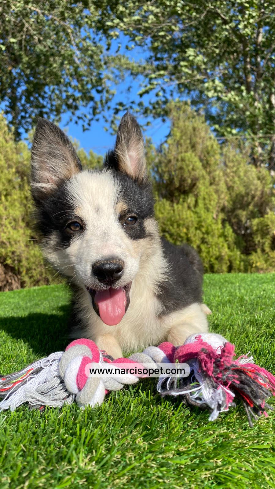 Miniatura: Border Collie Hembra Tricolor