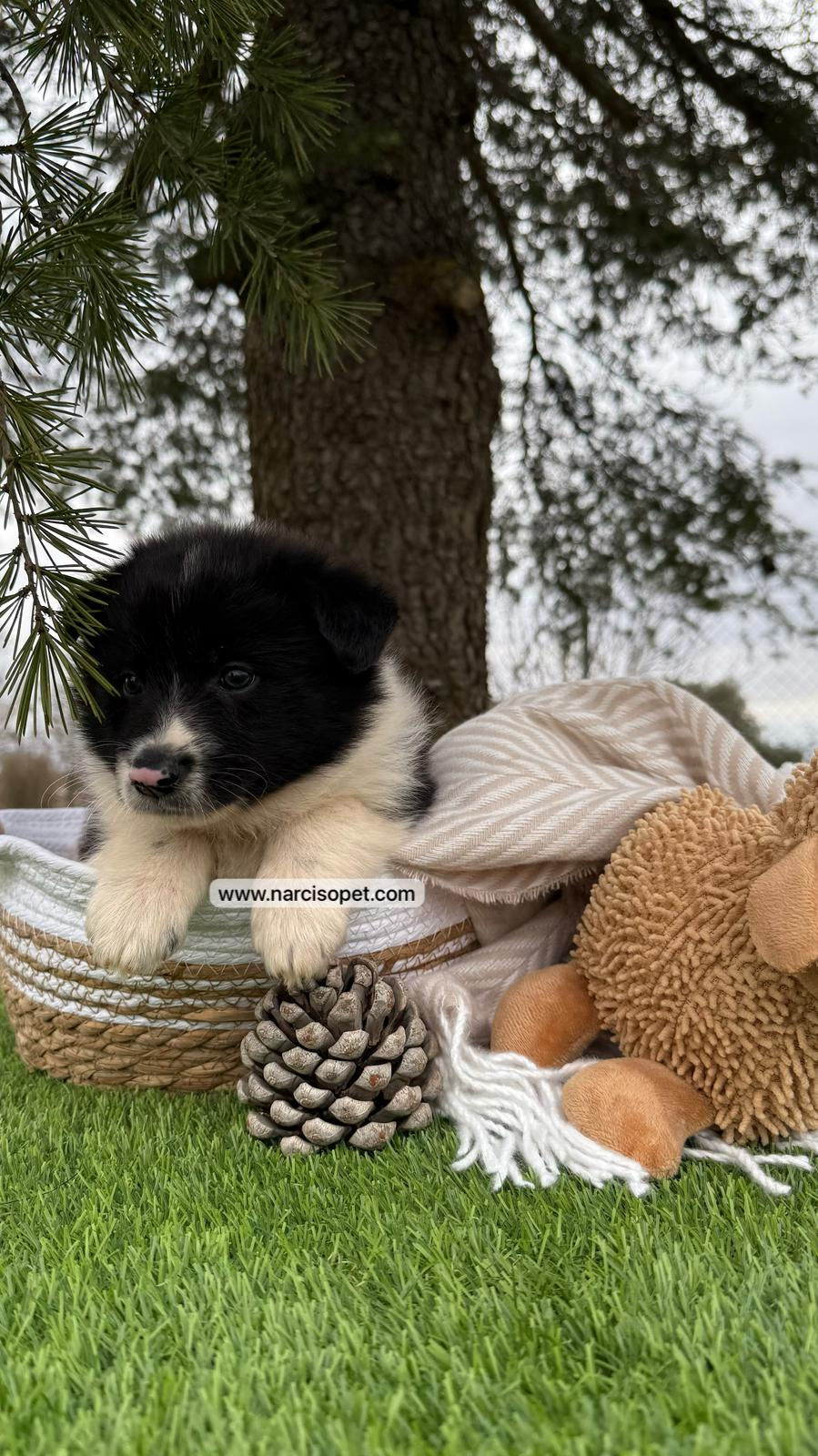 Miniatura: Border Collie Blanco y Negro | Hembra "Sol"