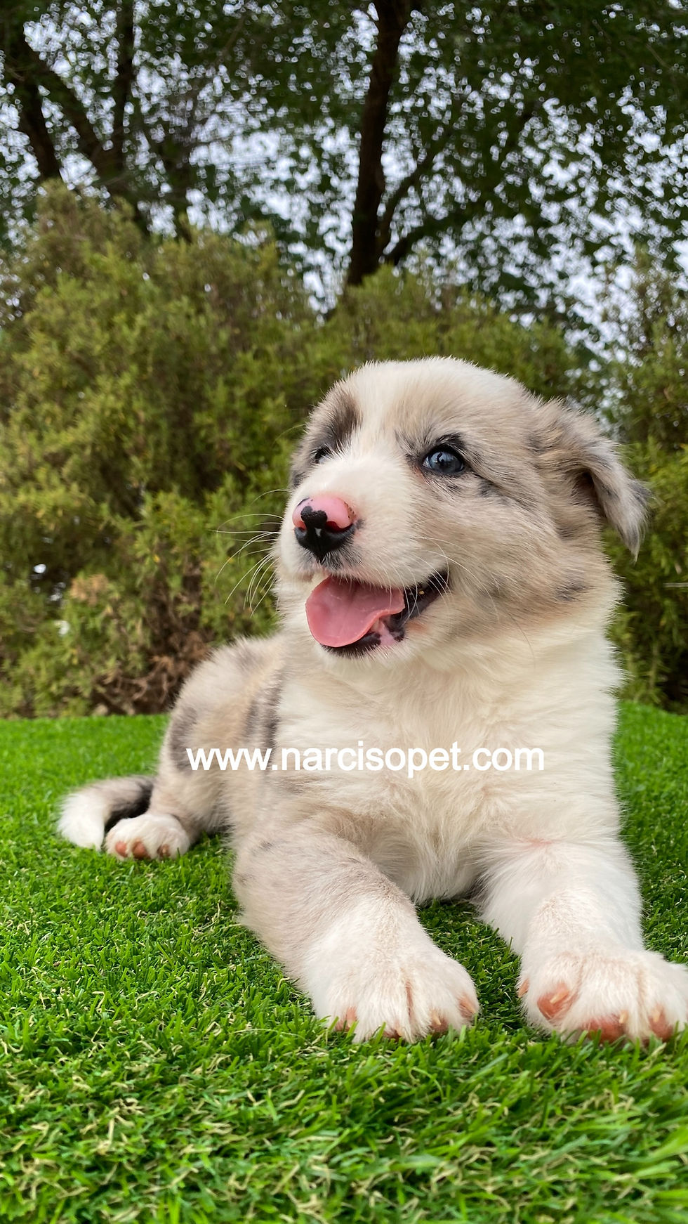 Miniatura: Border Collie Merle Hembra