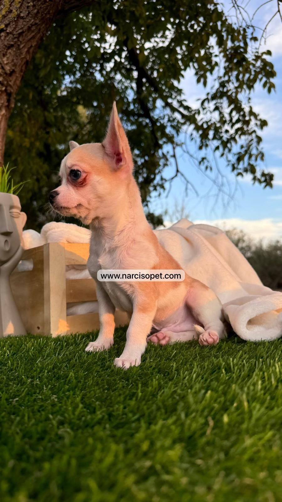 Miniatura: Chihuahua mini | Macho - Crema y Blanco