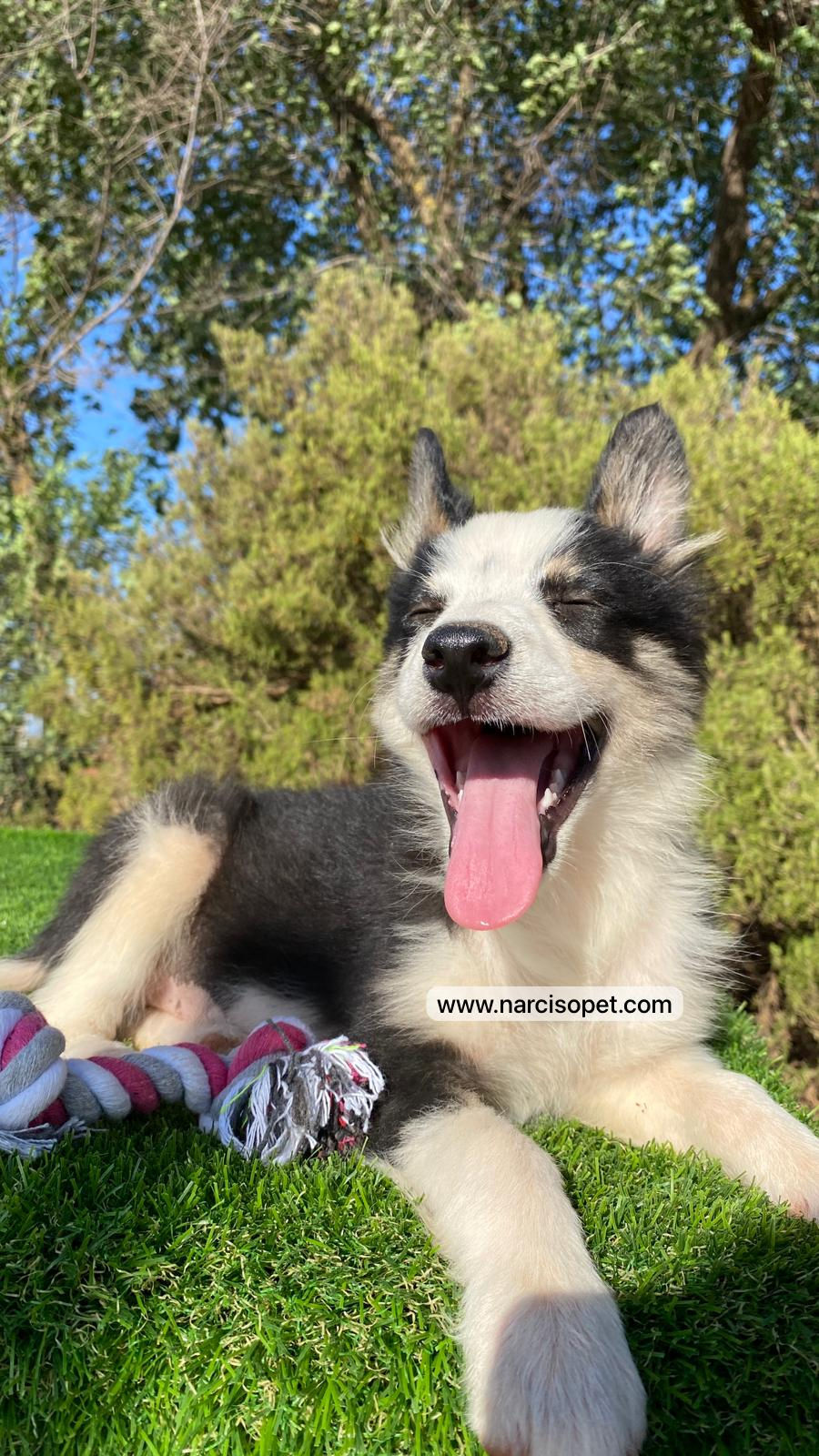 Miniatura: Border Collie Hembra Tricolor