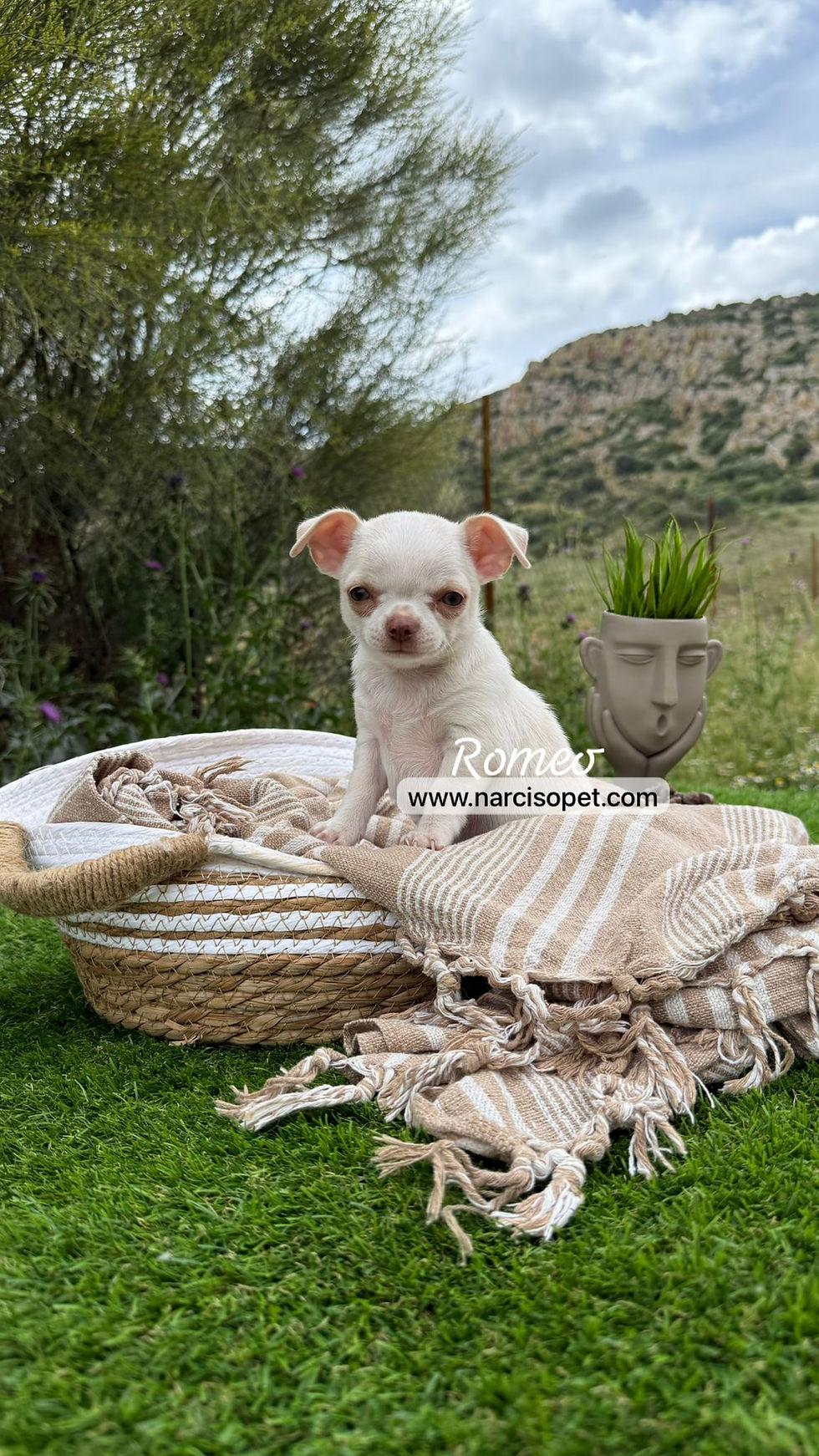 Thumbnail: Chihuahua Mini Toy Blanco | Macho "Romeo"