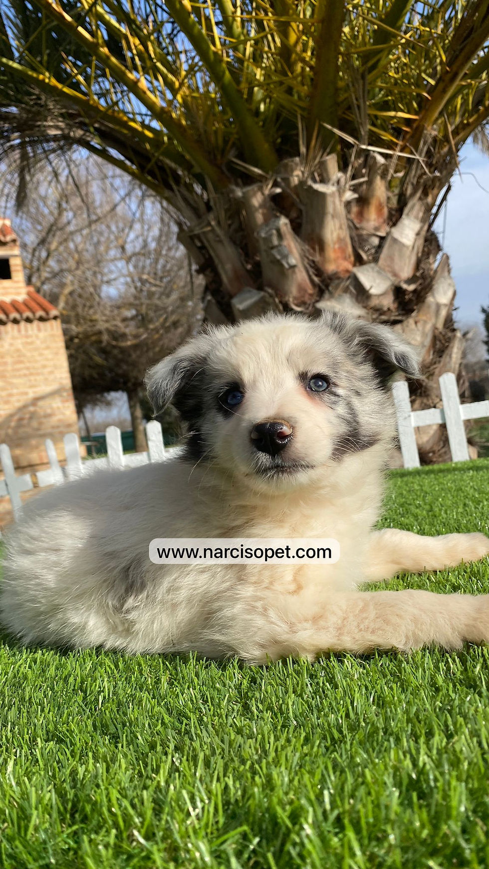 Miniatura: Border Collie Blue Merle | Macho