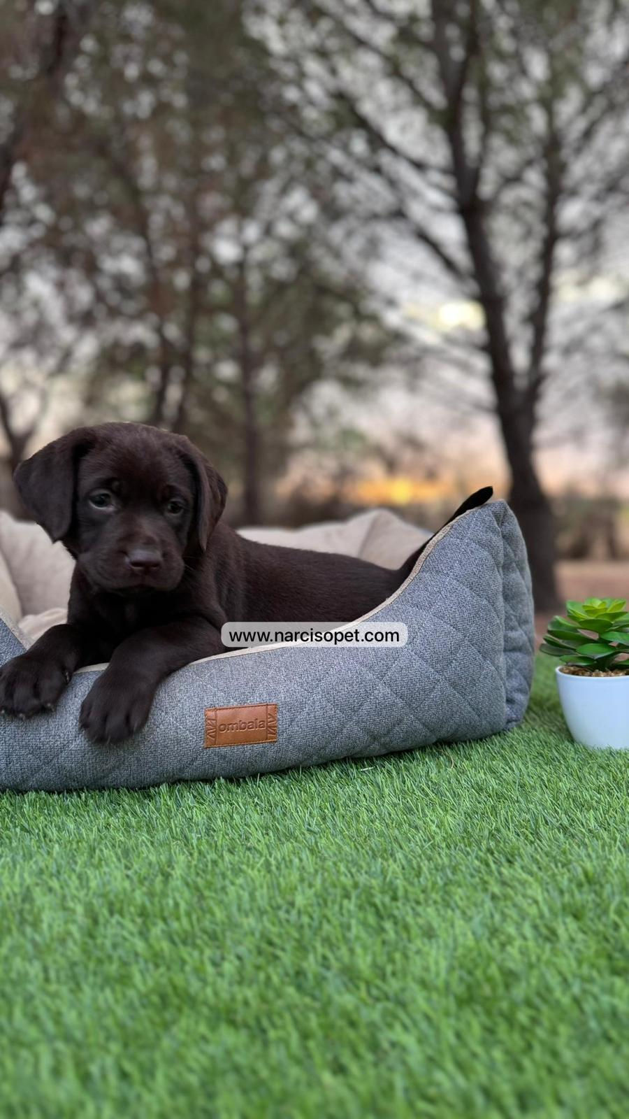Miniatura: Labrador Retriever Chocolate | Hembra