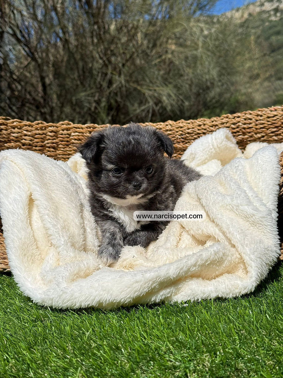 Miniatura: Chihuahua Pelo Largo Macho |  Lolo