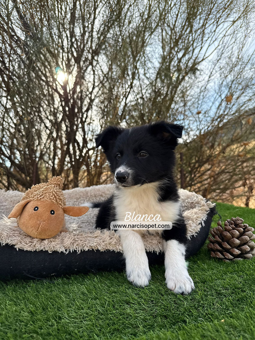 Miniatura: Border Collie Blanco y Negro | Hembra "Blanca"
