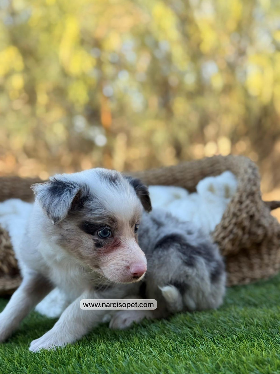 Miniatura: Border Collie Merle Hembra | Helena
