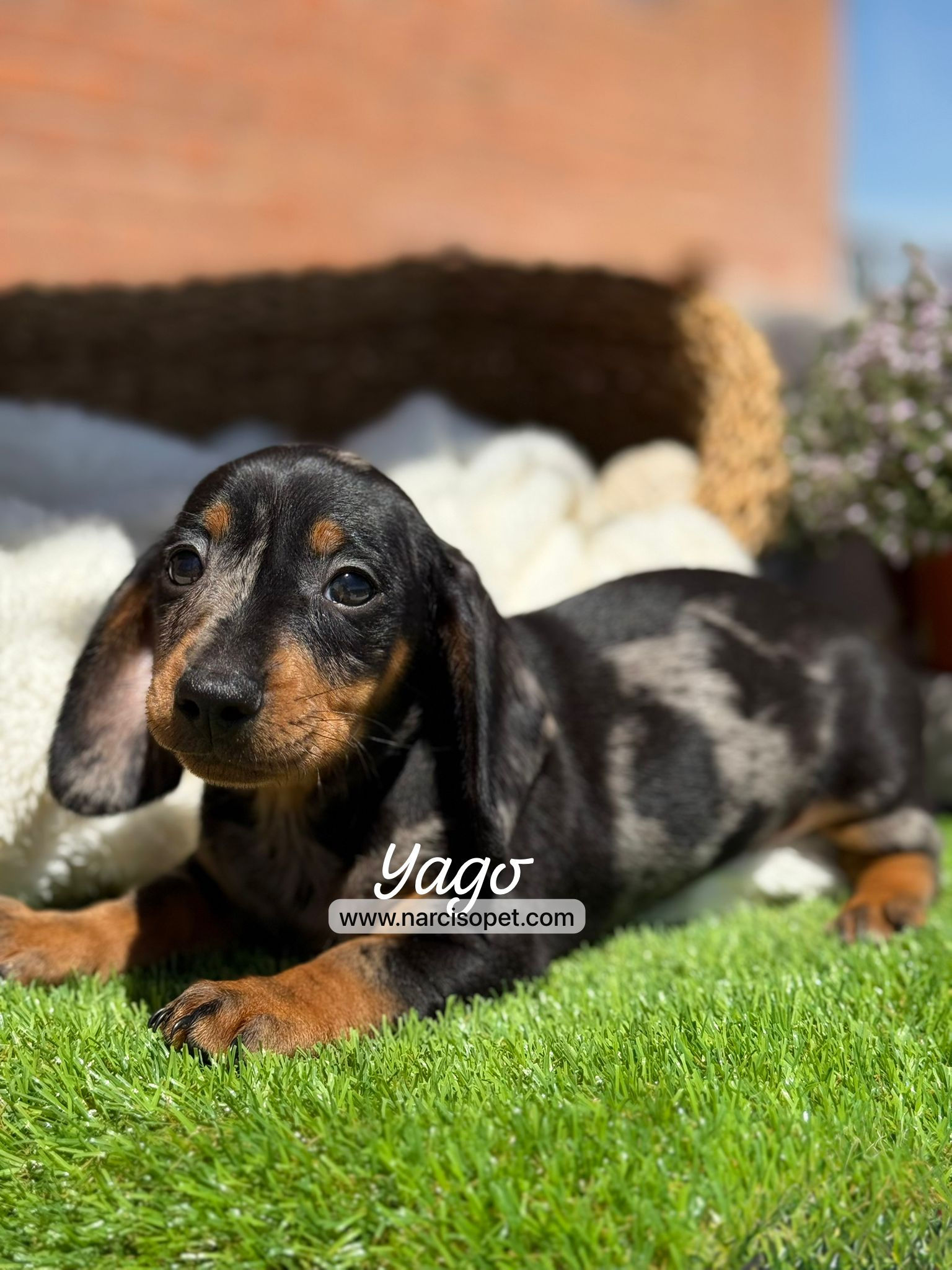 Teckel Macho Arlequin Plata Miniatura | Yago