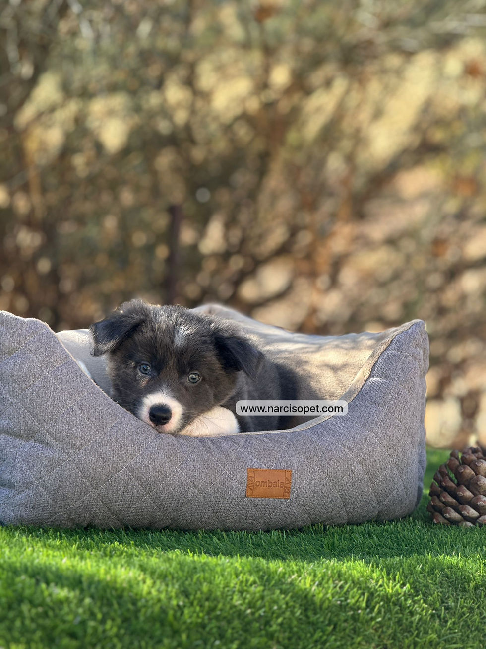 Thumbnail: Border Collie Blue | Hembra "Azul"