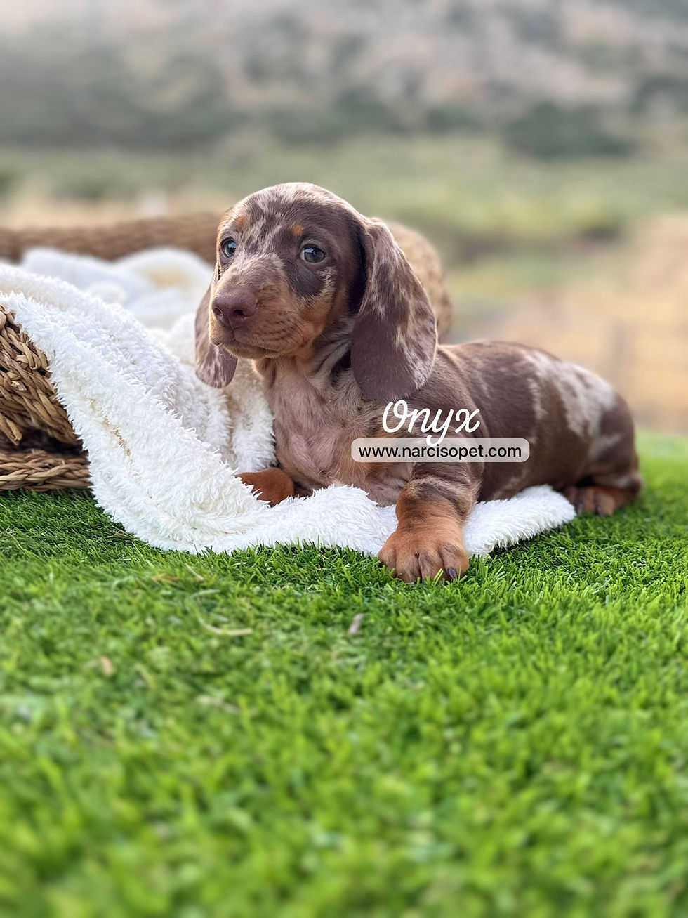 Thumbnail: Teckel miniatura macho arlequin chocolate | Onyx