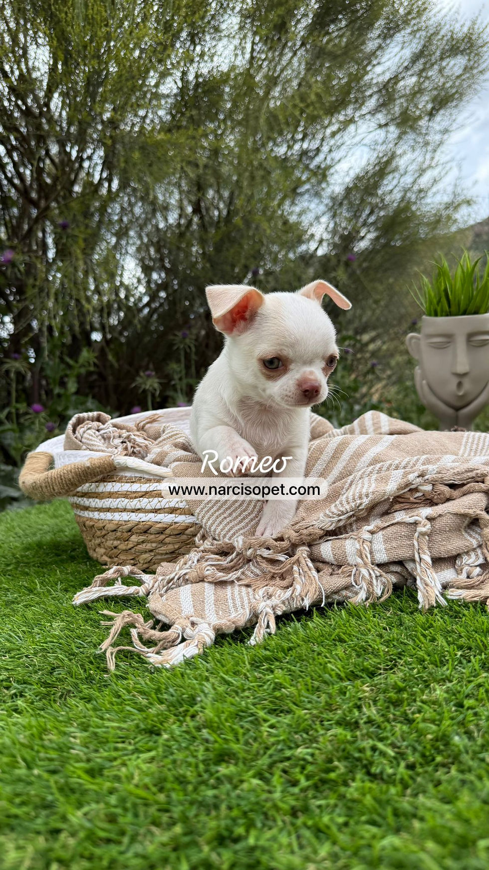 Miniatura: Chihuahua Mini Toy Blanco | Macho "Romeo"