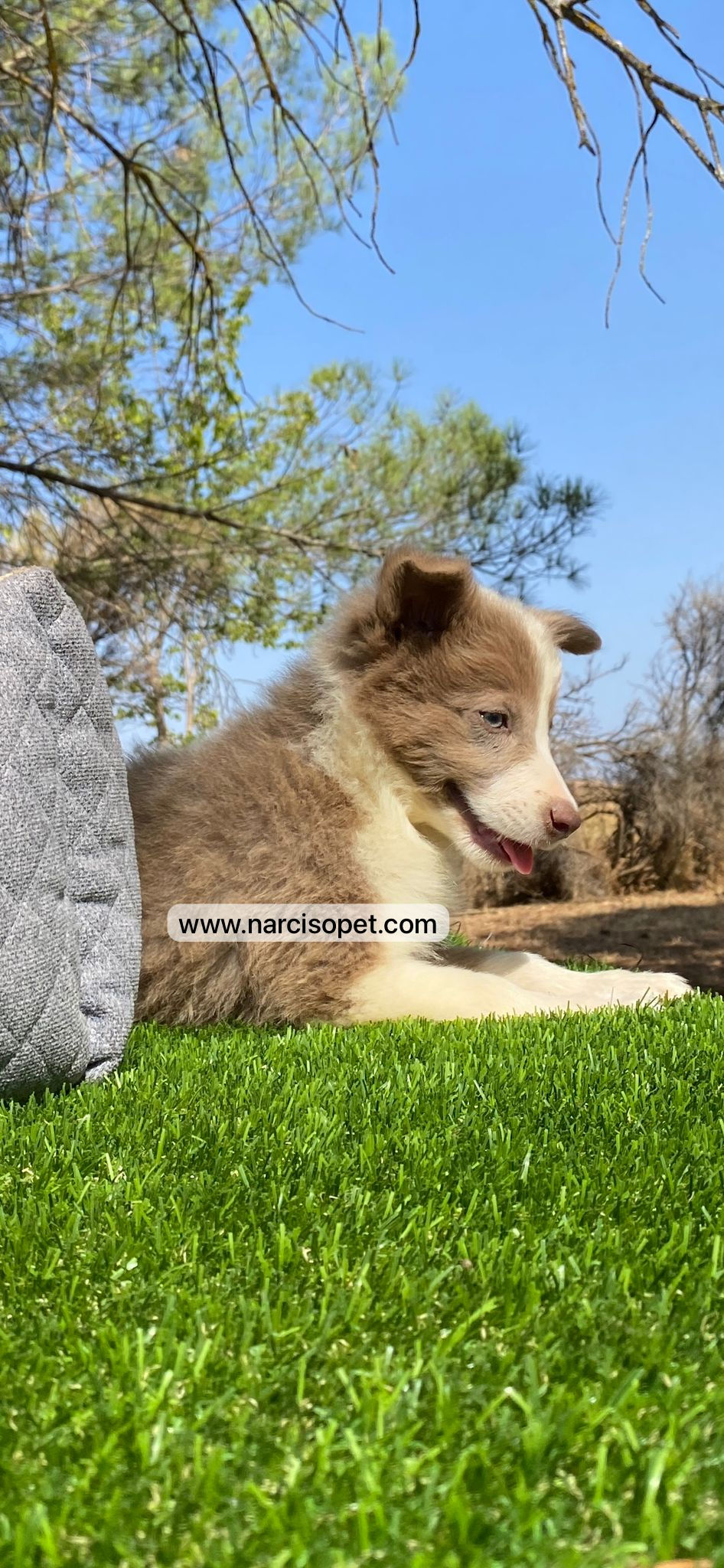 Thumbnail: Border Collie Lilac | Macho