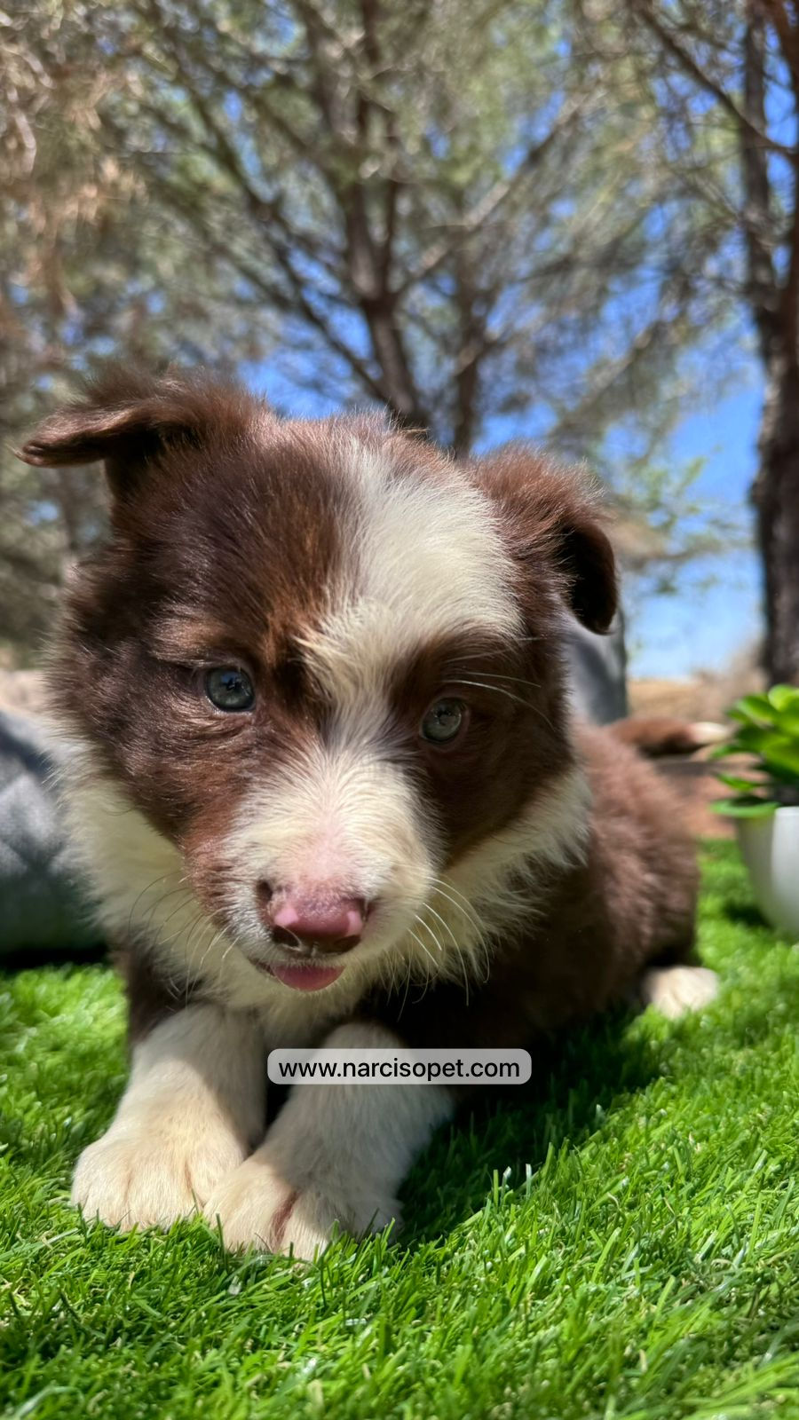 Miniatura: Border Collie Chocolate | Hembra