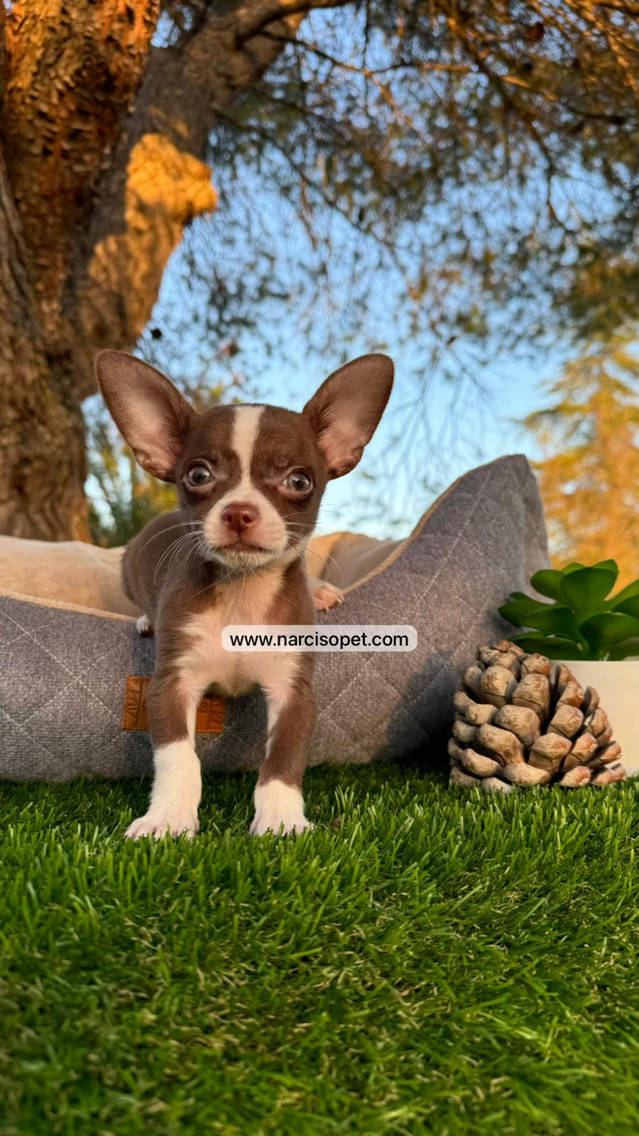 Thumbnail: Chihuahua mini toy | Macho - Chocolate  y Blanco