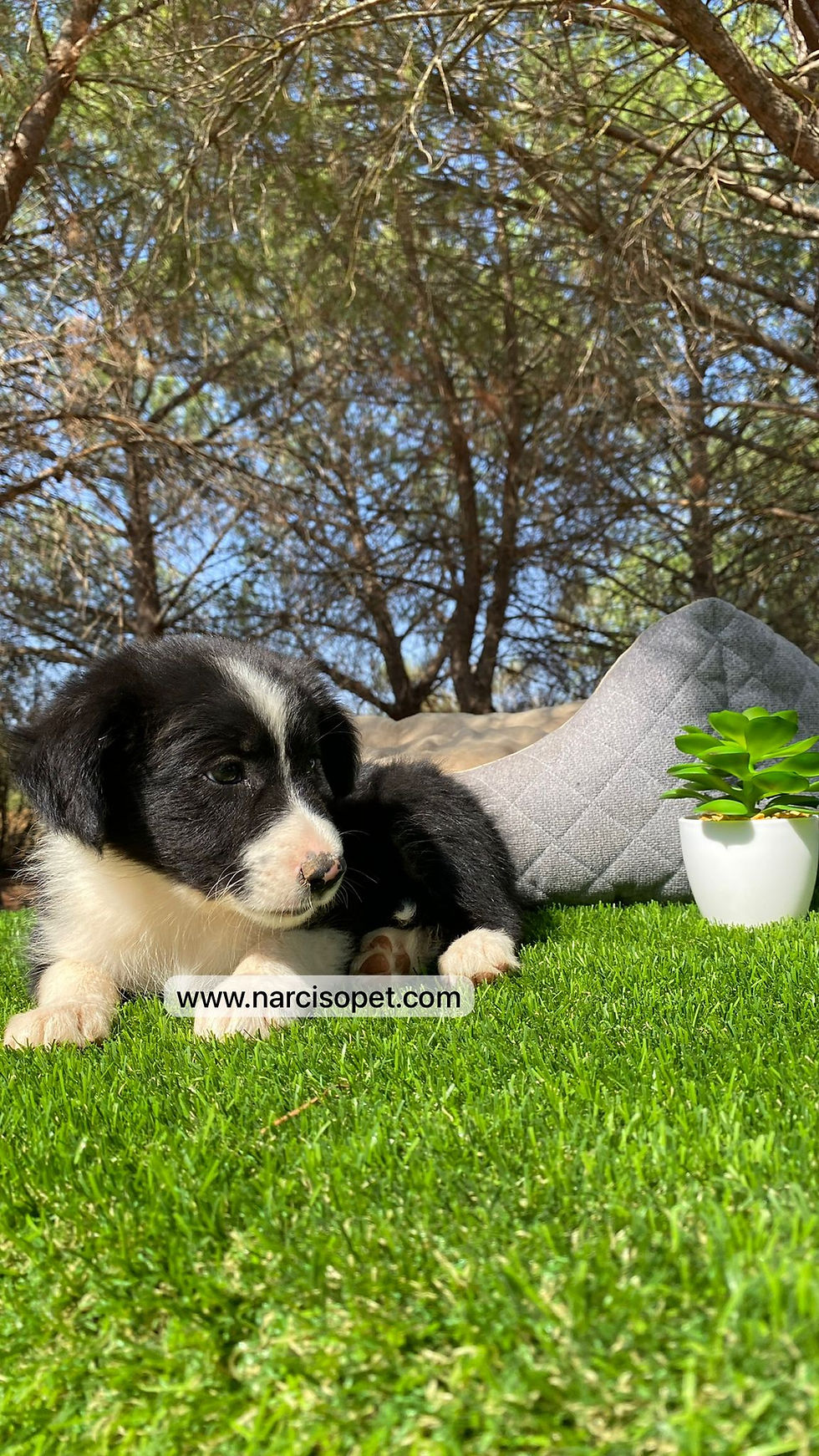 Miniatura: Border Collie Blanco y Negro | Hembra