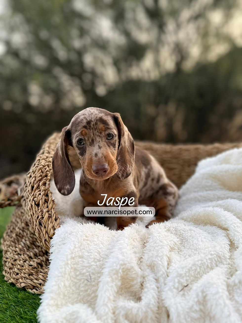 Miniatura: Teckel miniatura macho arlequin chocolate | Jaspe