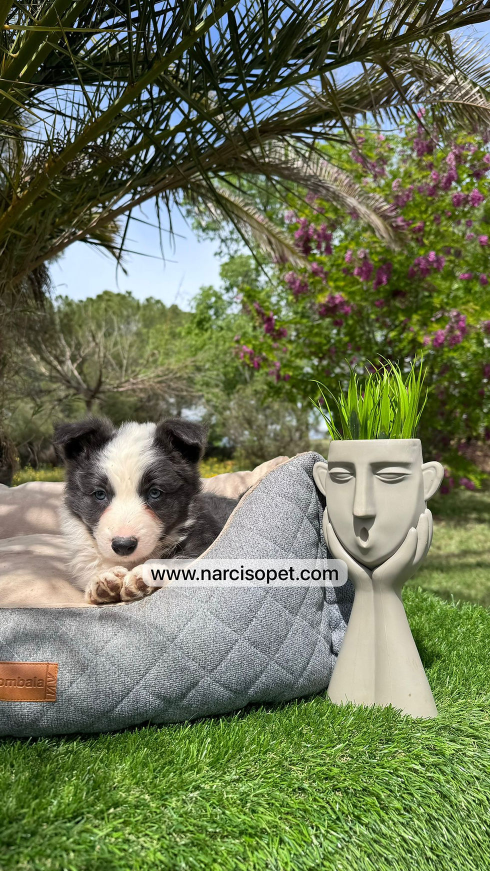 Miniatura: Border Collie Blue | Hembras