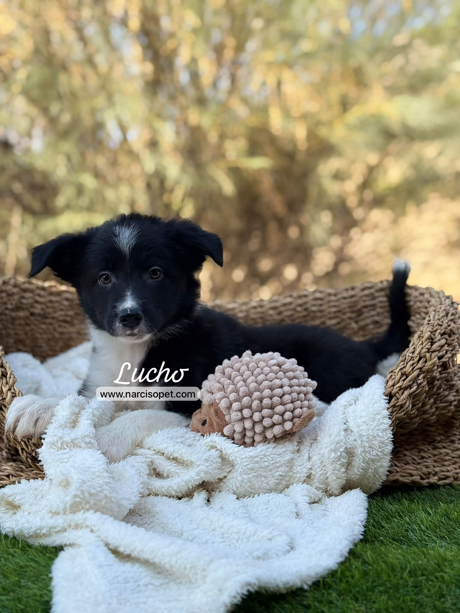 Border Collie Macho Blanco y Negro | Lucho
