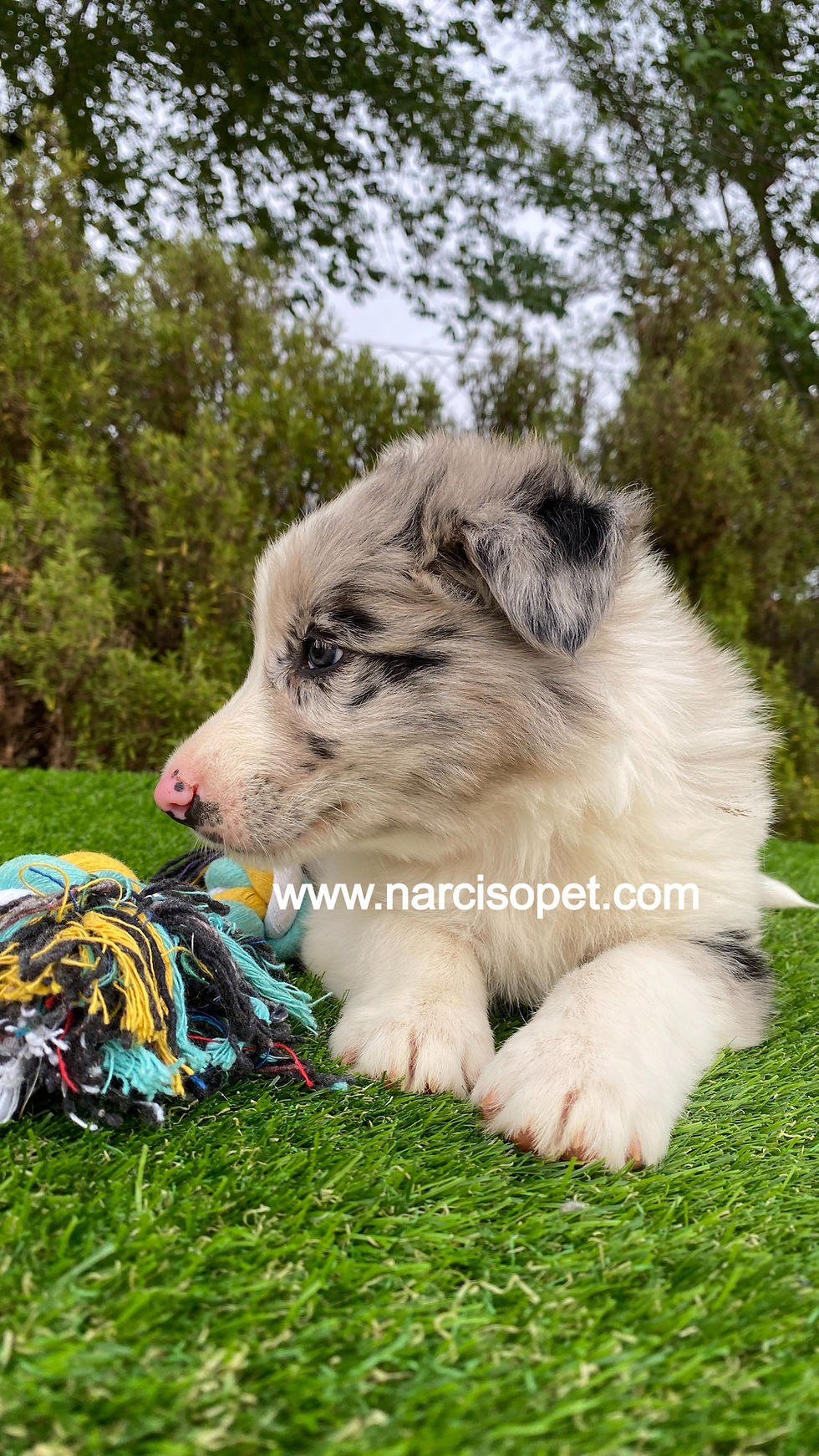 Miniatura: Border Collie Merle Macho