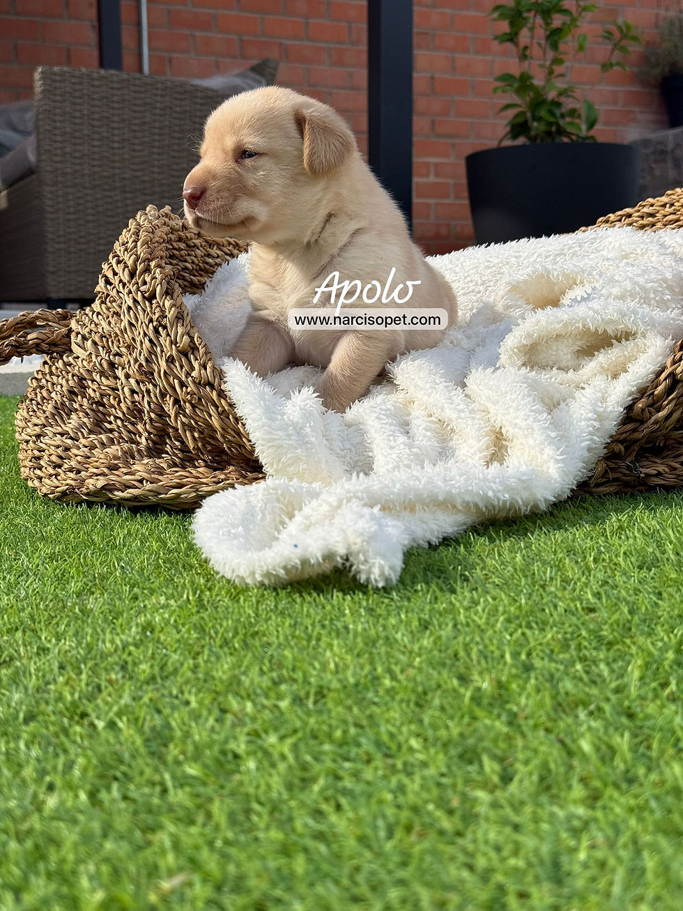 Miniatura: Labrador Retriever Amarillo Macho | Apolo