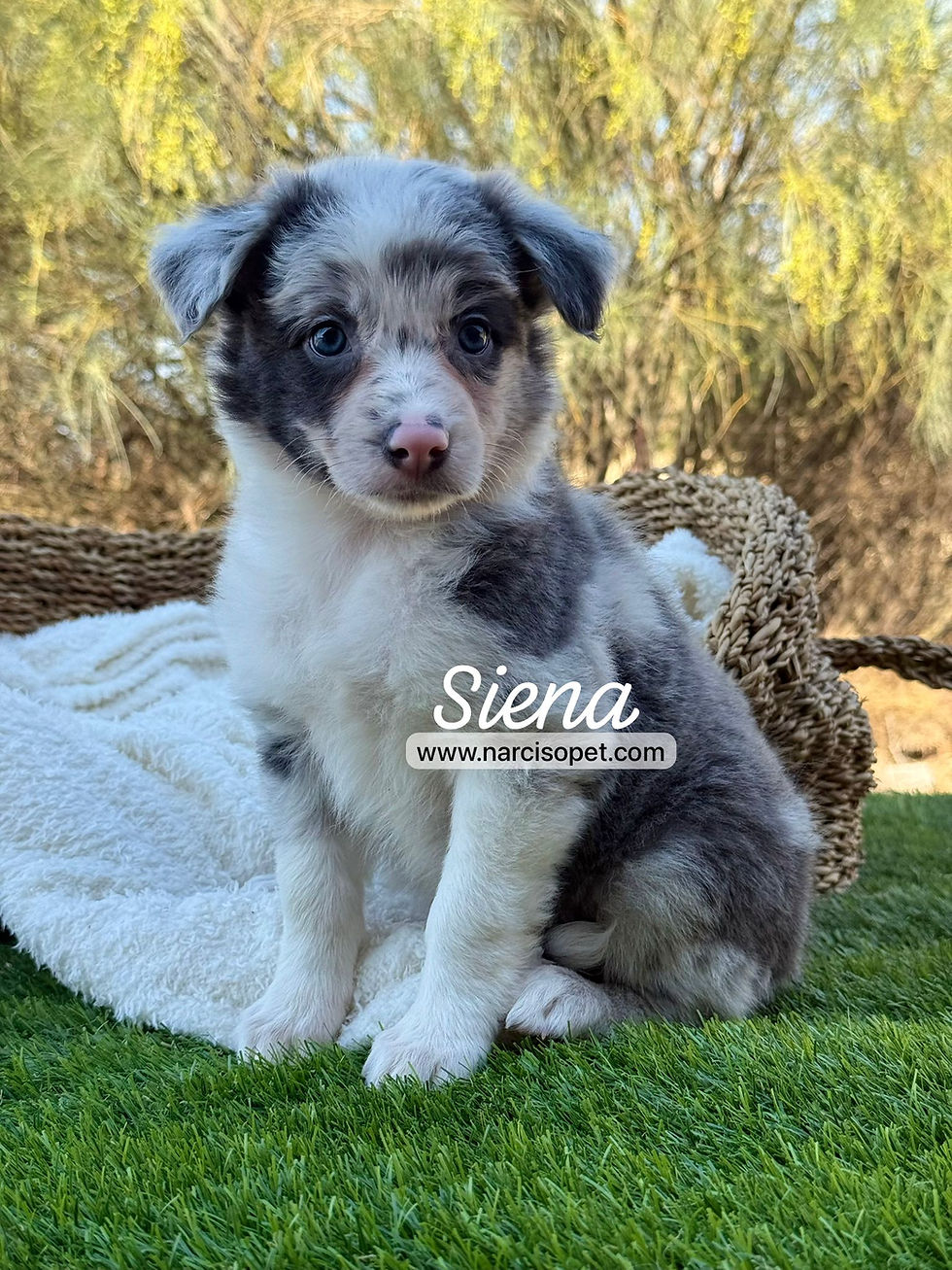 Miniatura: Border Collie Blue Merle Hembra | Sienna