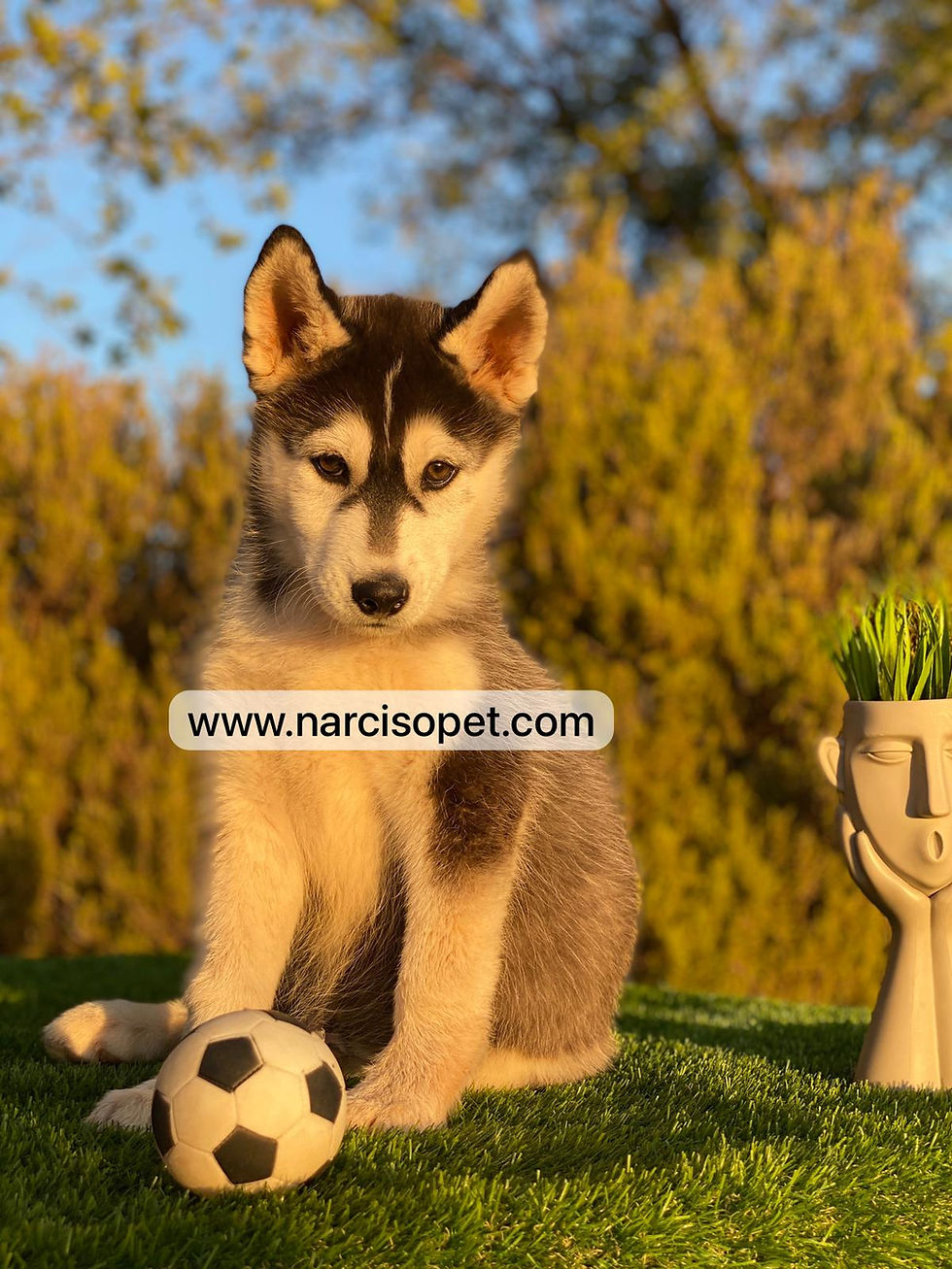 Thumbnail: Husky Negro y Blanco - Macho
