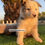 Thumbnail: Border Collie Blue Merle | Macho