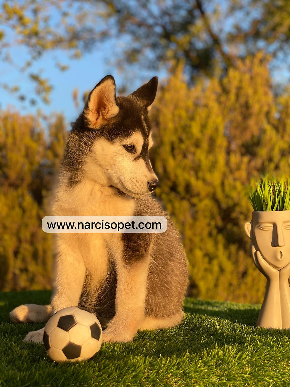 Thumbnail: Husky Negro y Blanco - Macho