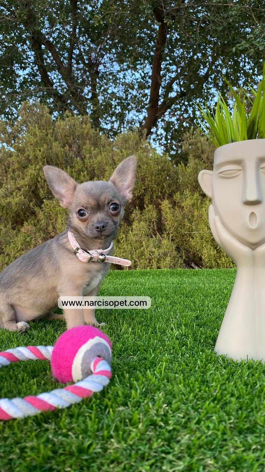 Miniatura: Chihuahua Tricolor - Hembra