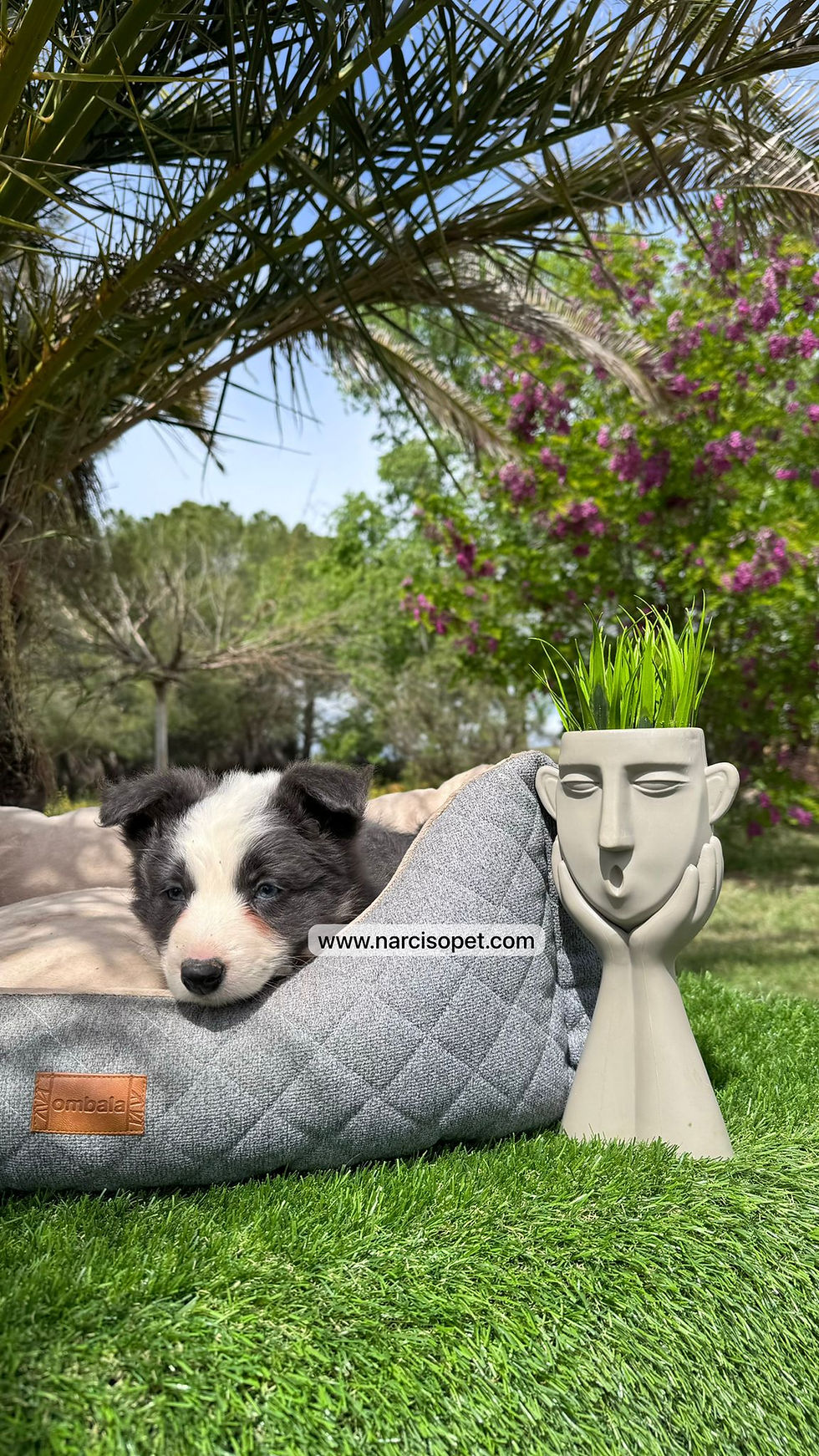 Thumbnail: Border Collie Blue | Hembras