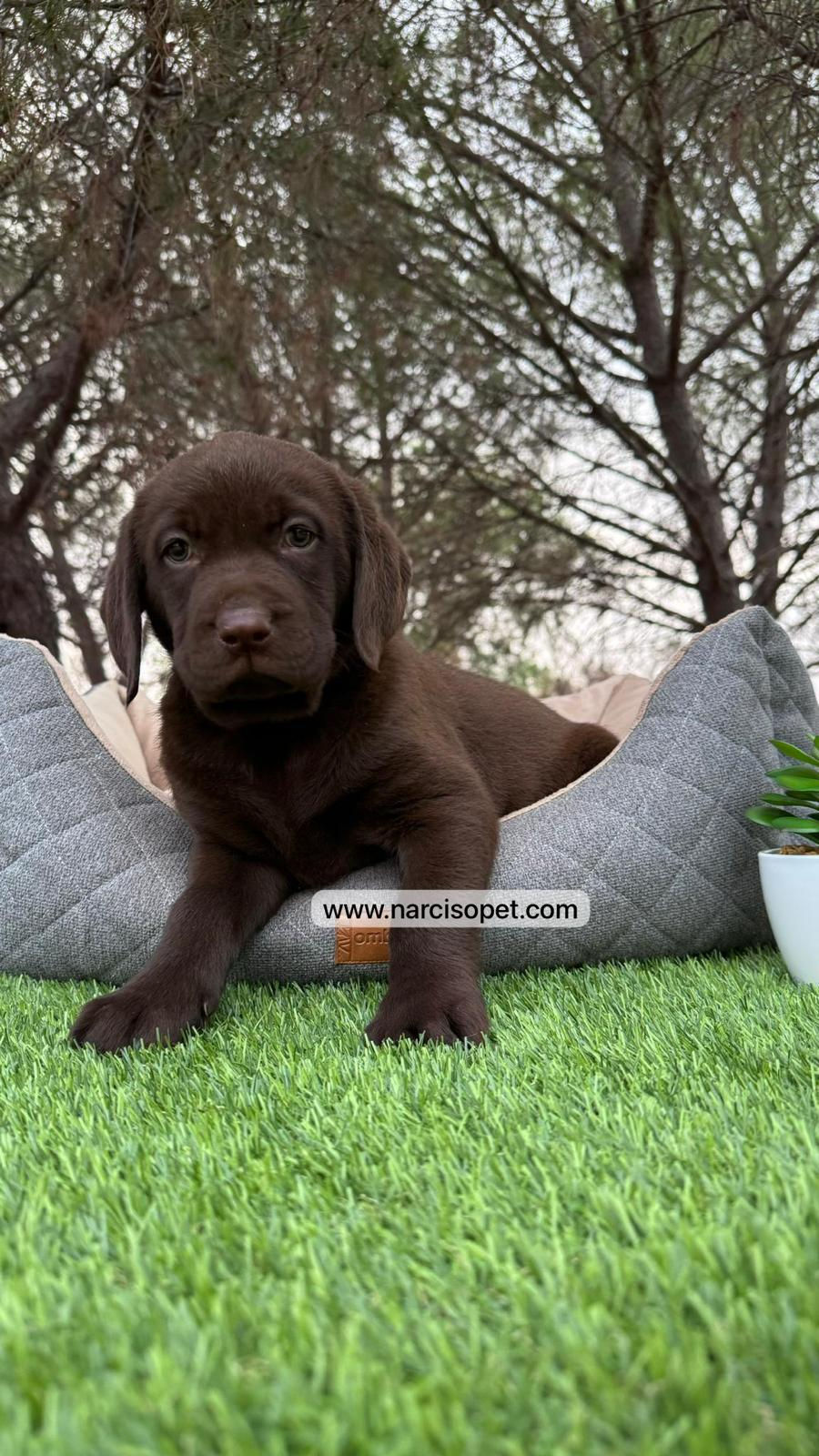 Thumbnail: Labrador Retriever Chocolate | Hembra
