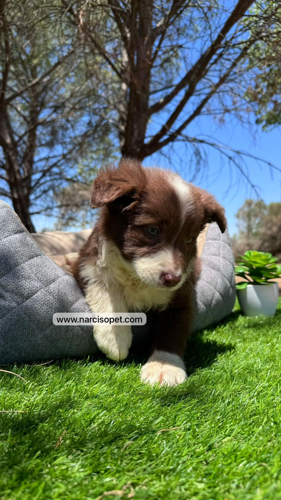 Thumbnail: Border Collie Chocolate | Hembra
