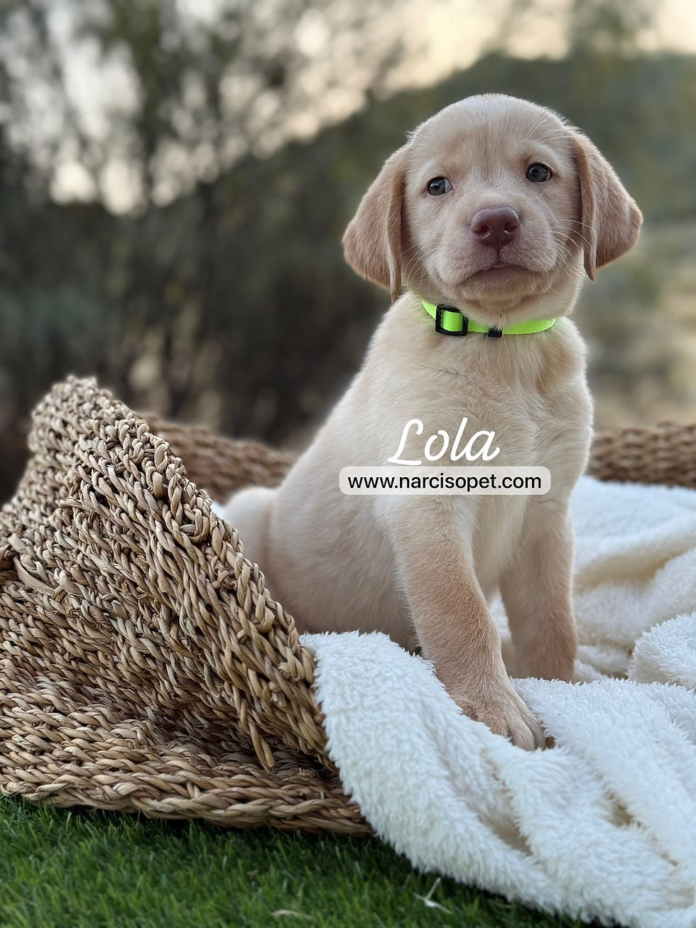 Thumbnail: Labrador Retriever Amarillo Hembra | Lola