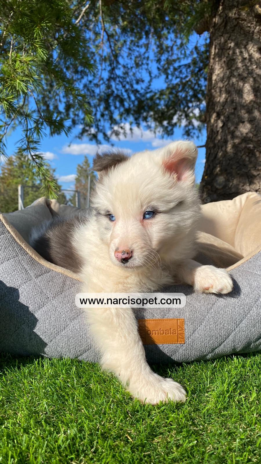 Miniatura: Border Collie Blue Merle | Hembra