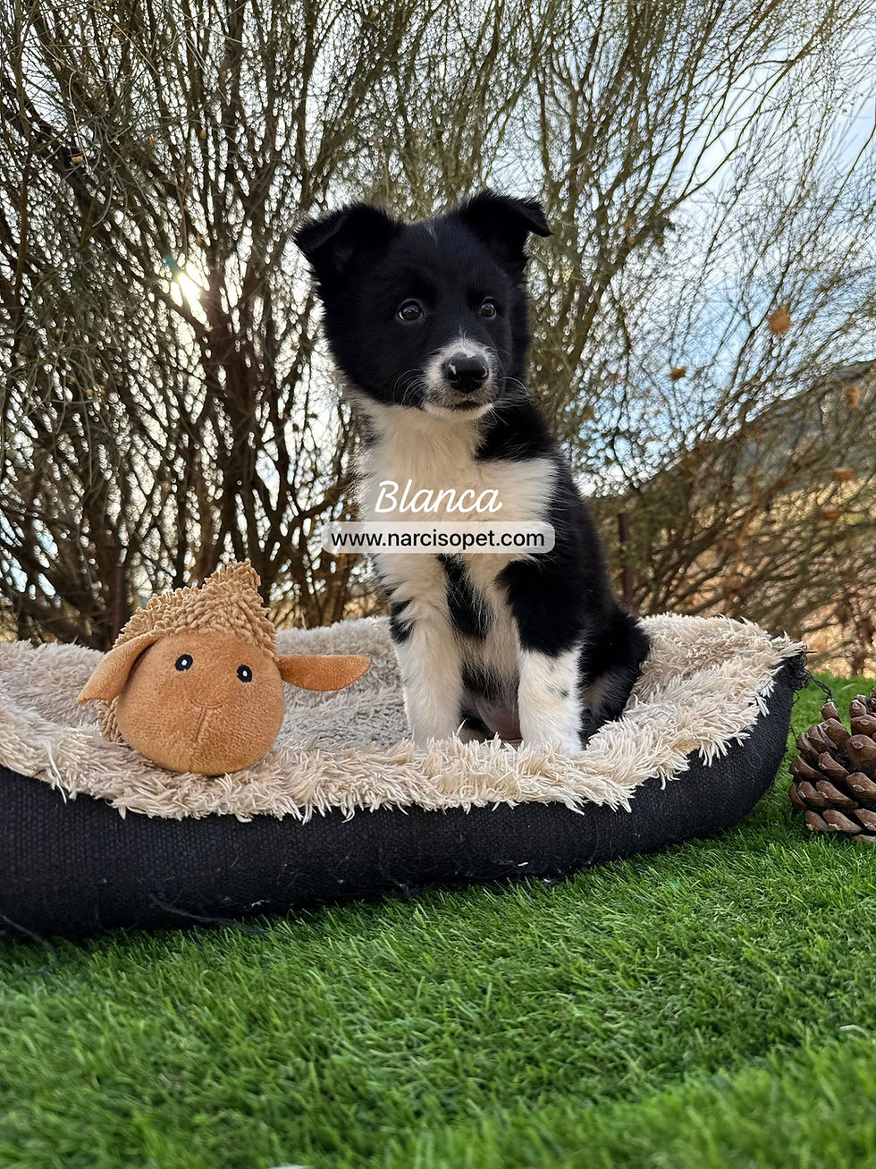 Thumbnail: Border Collie Blanco y Negro | Hembra "Blanca"