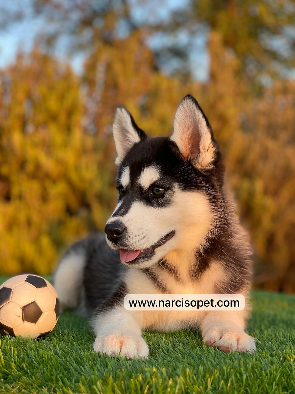Miniatura: Husky Negro y Blanco - Macho