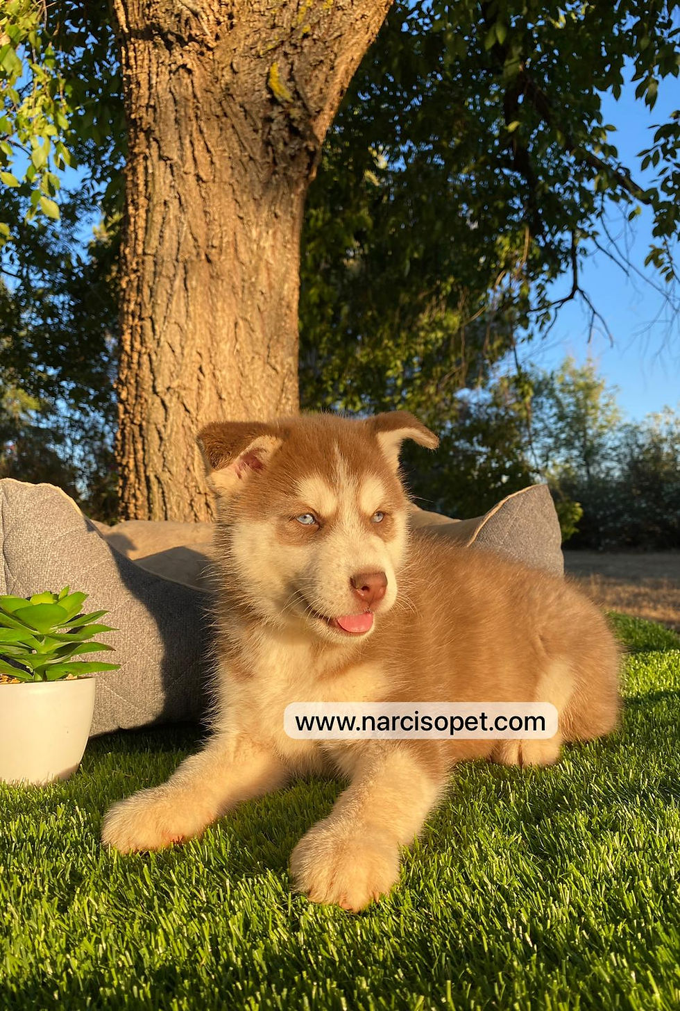 Miniatura: Husky Siberiano Rojo intenso | Hembra