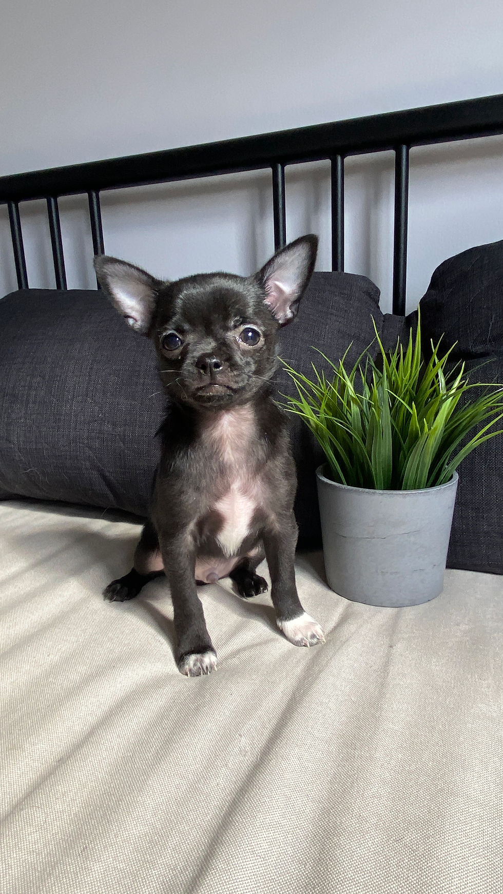 Thumbnail: Chihuahuas  - Machos