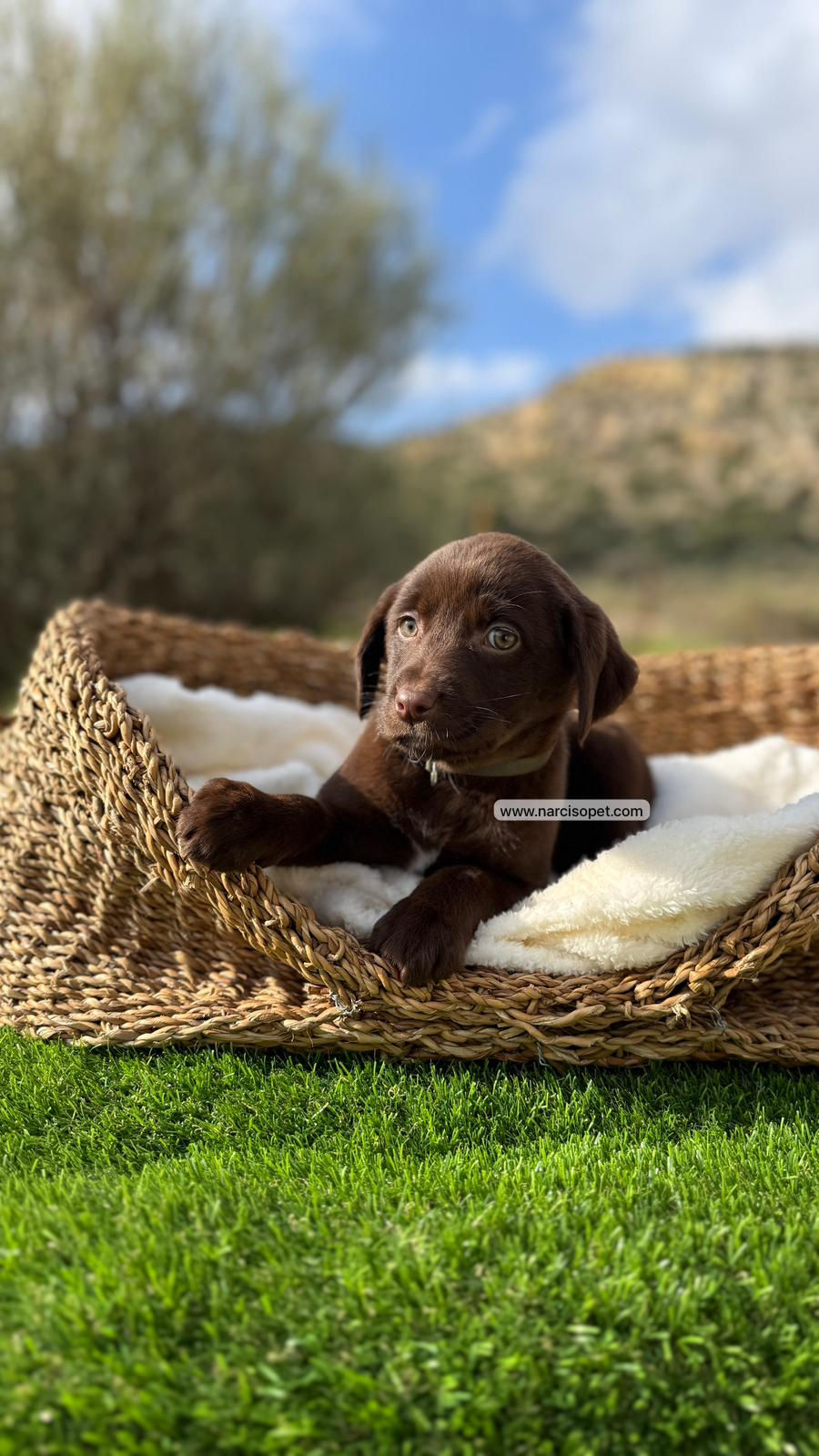 Miniatura: Labrador Retriever Chocolate Hembra | Lu