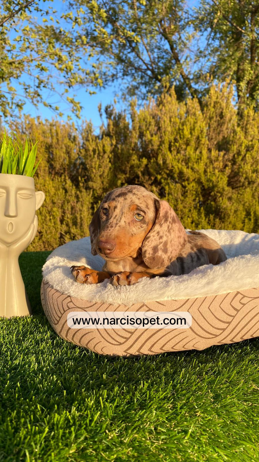 Miniatura: Teckel Arlequin Chocolate Mini - Macho