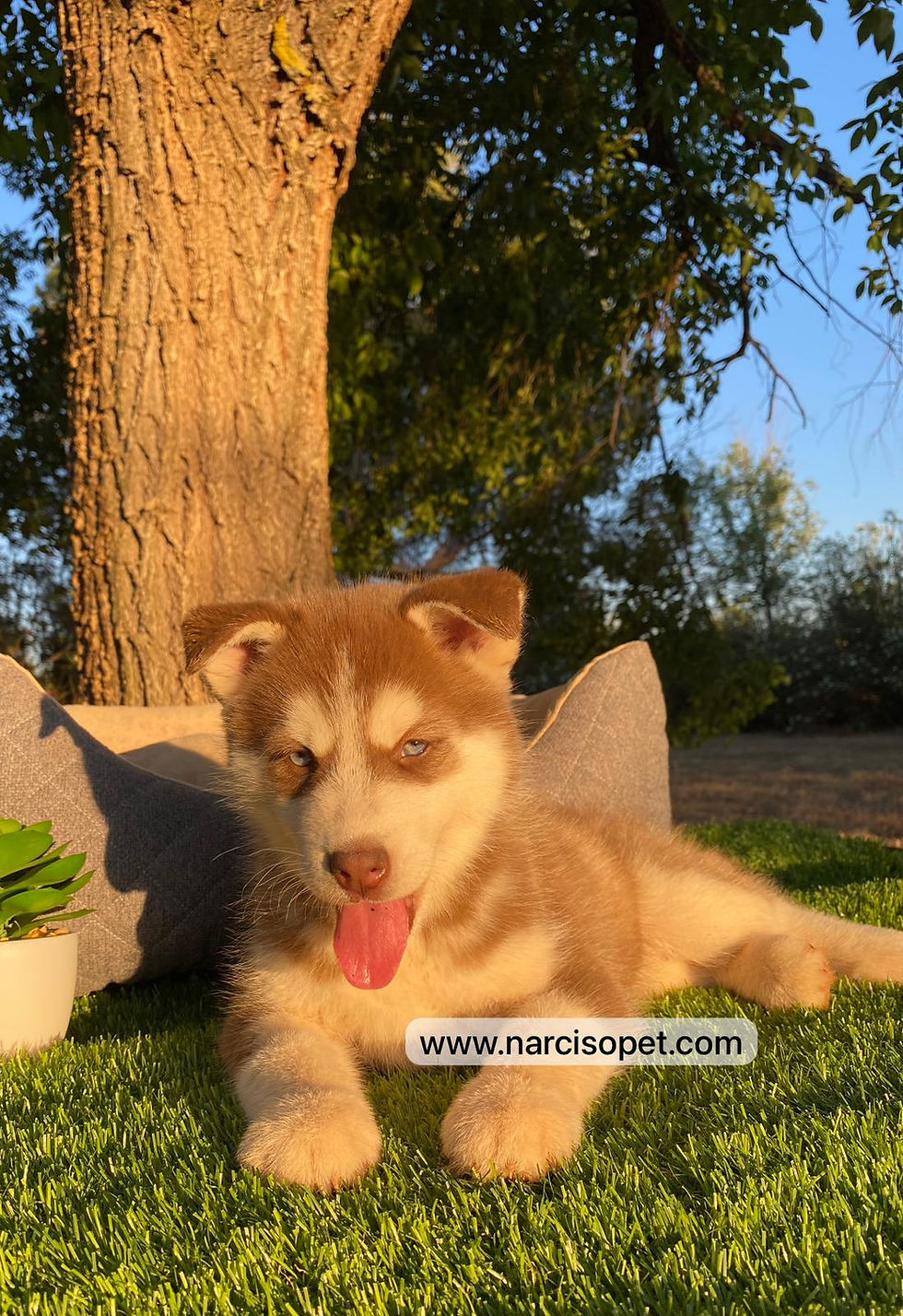 Thumbnail: Husky Siberiano Rojo intenso | Hembra