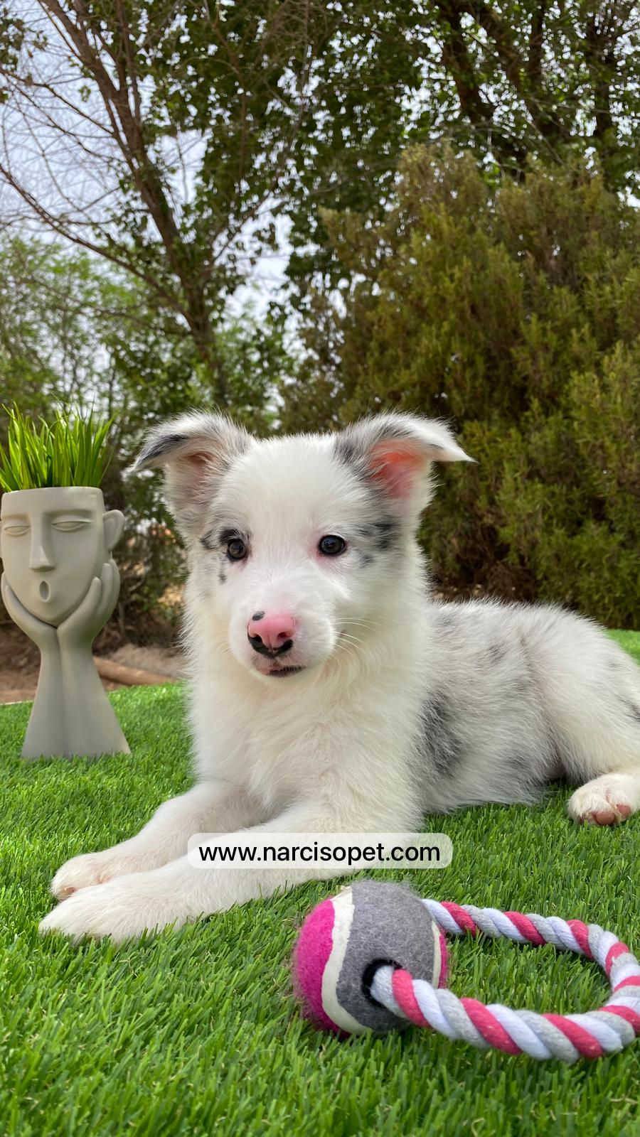 Miniatura: Border Collie Merle | Hembra
