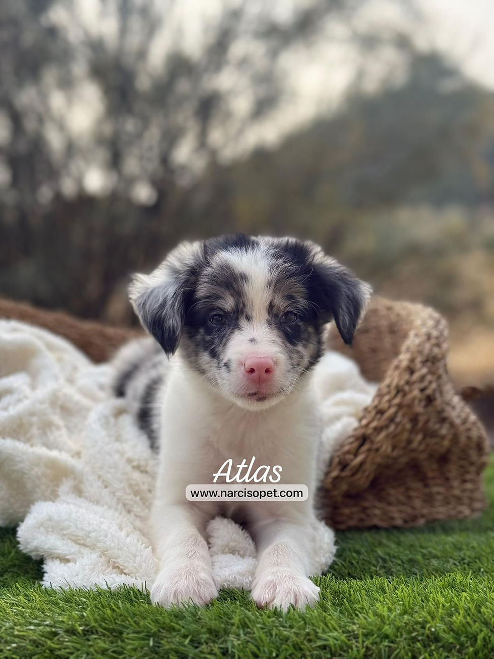 Miniatura: Border Collie Merle Macho | Atlas