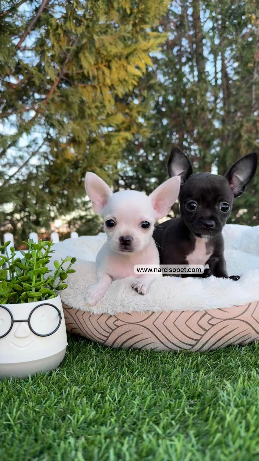 Miniatura: Chihuahua Toy Pelo Corto Blanca  - Hembra
