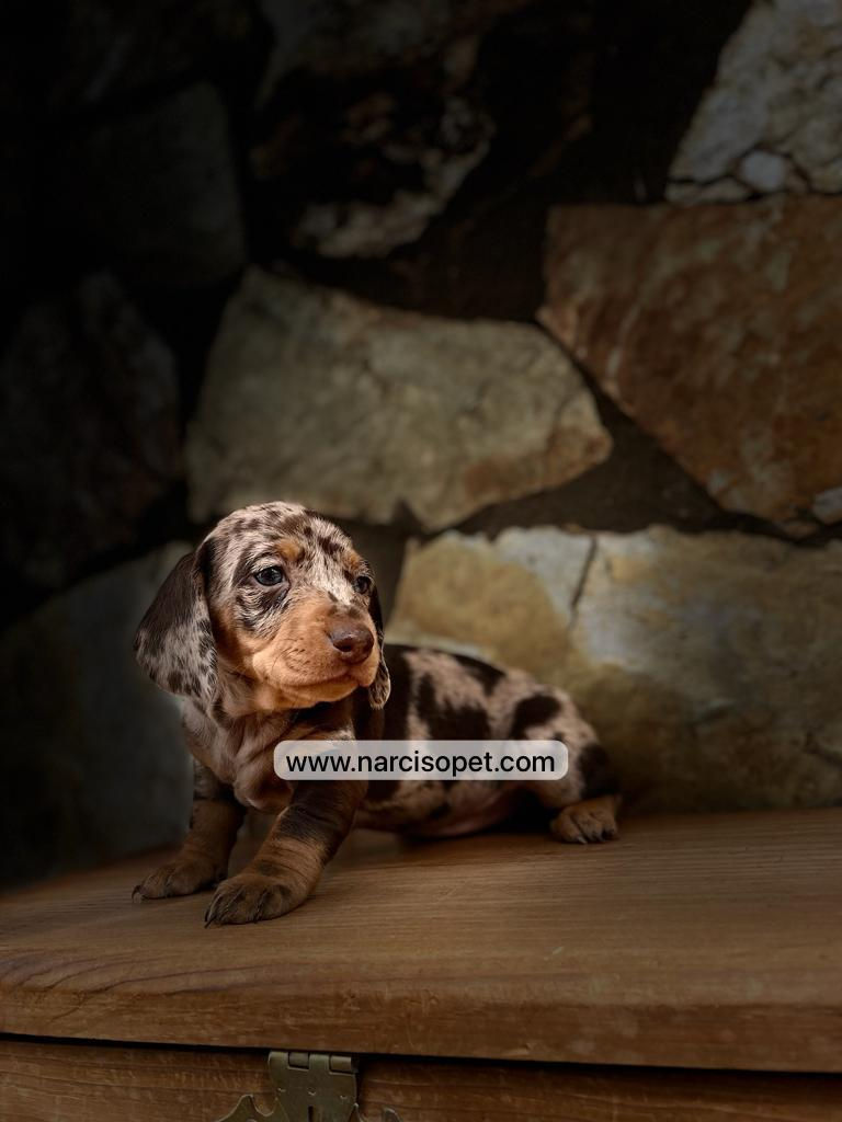 Miniatura: Teckel Mini Arlequin Chocolate - Hembra