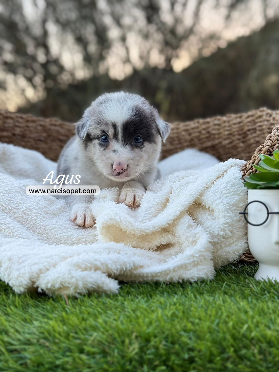 Miniatura: Border Collie Macho Blue Merle | Agus